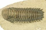 Detailed Crotalocephalina Trilobite - Exposed Hypostome #251051-2